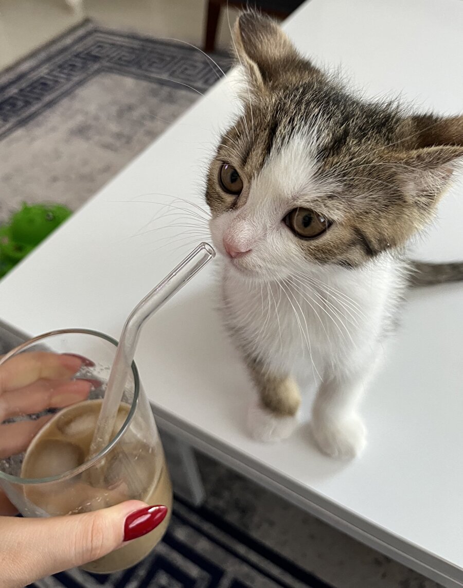 Kedi olsan da zevklerinden ödün veremiyorsun