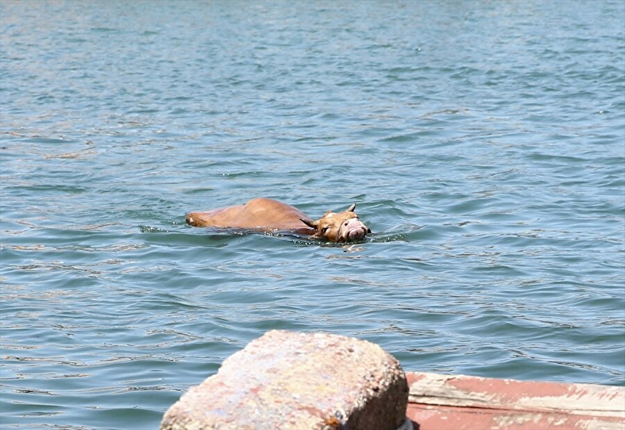 Giresun'da kaçan bir kurbanlık denize girdi