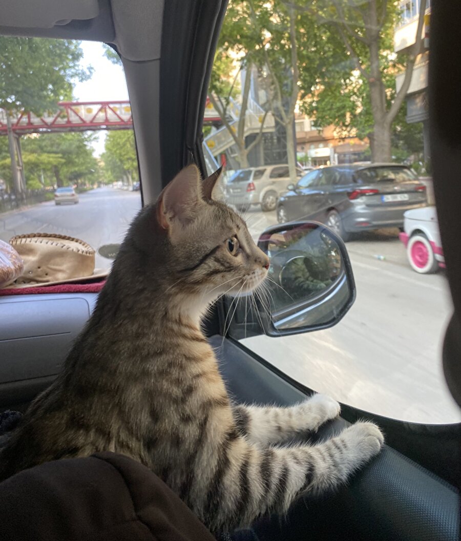 Hayatla ilk defa tanışan kedi