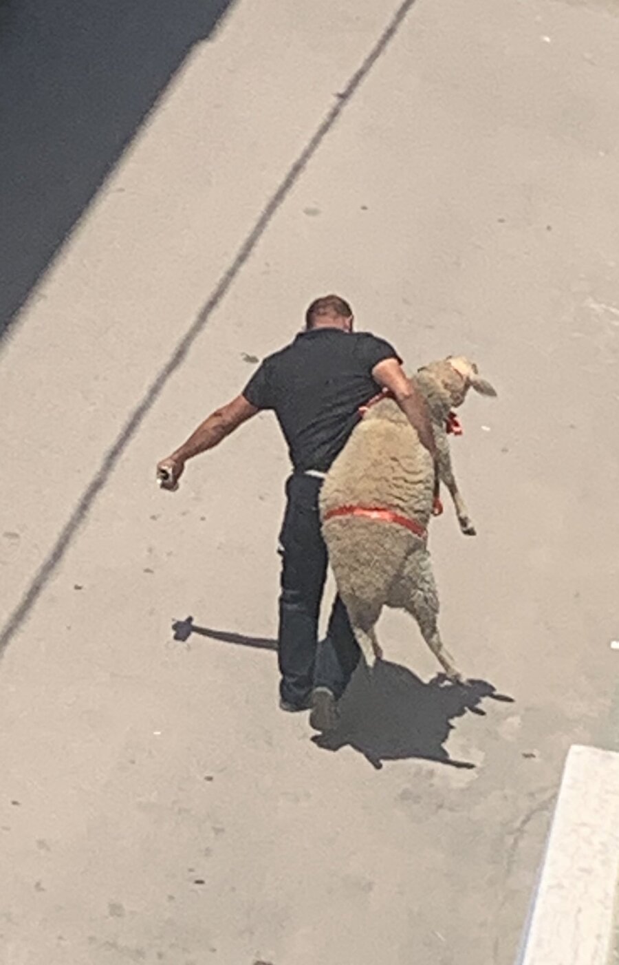Kurban etlerine saldırmaması için kedime uyguladığım tarife