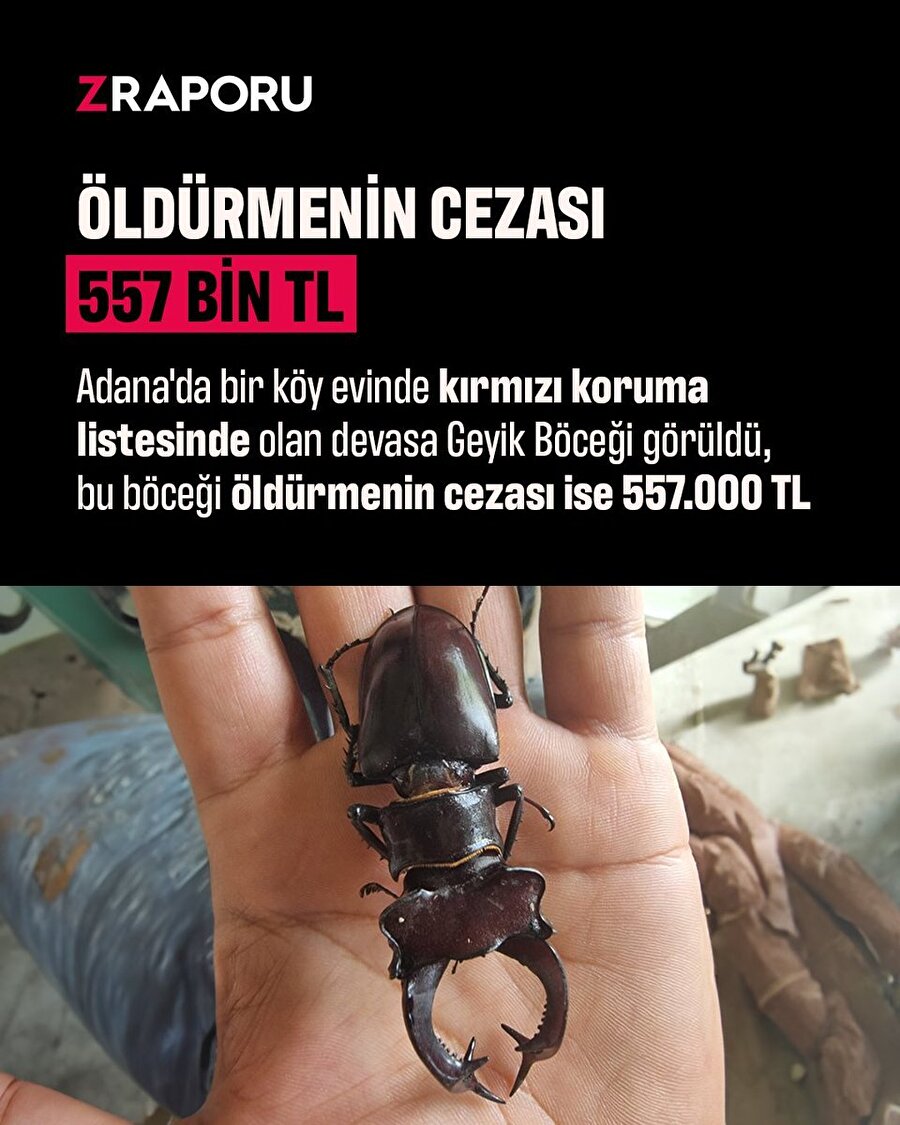 Bu böceği öldürmenin cezası 557 bin TL