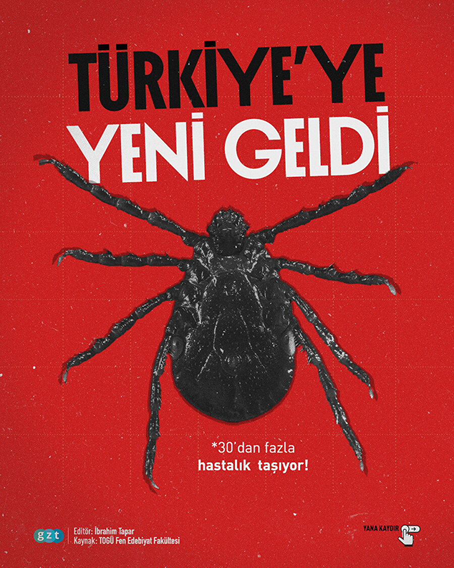 Bu keneye dikkat: Türkiye’ye yeni geldi! Nasıl bulundu, nerelere yayıldı?