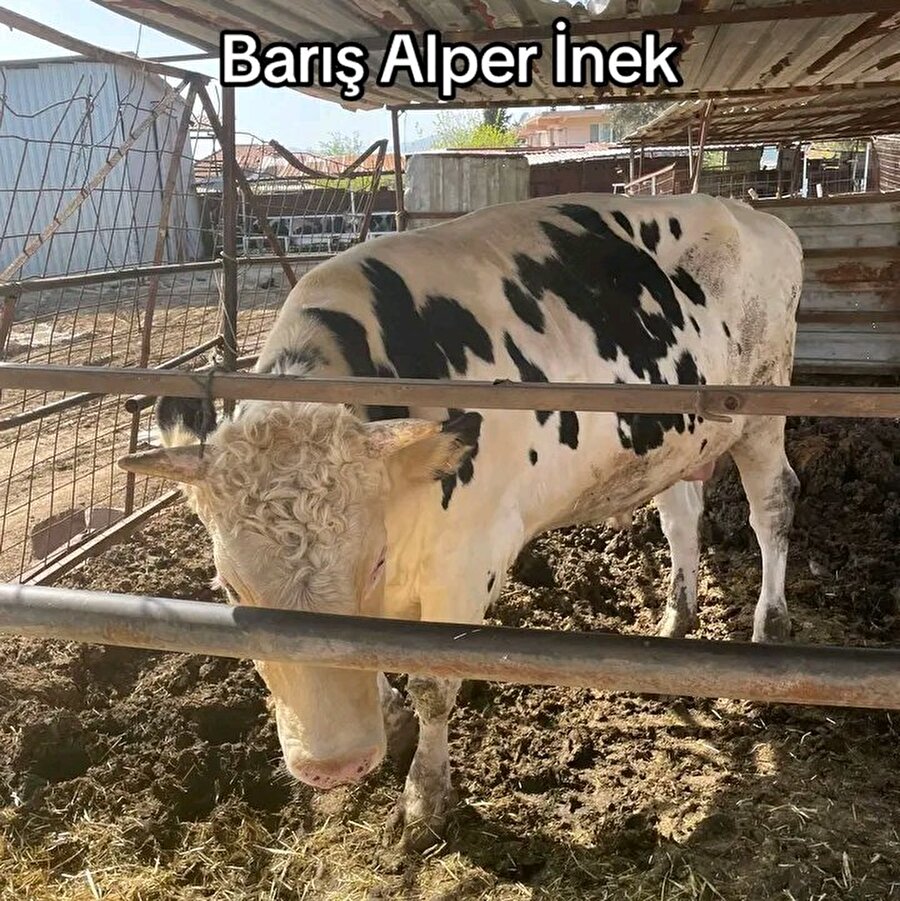 Müthiş bir benzerlik