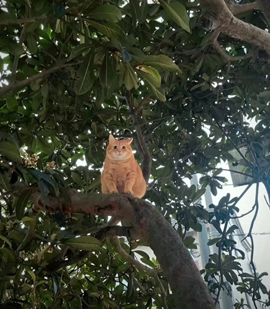 Bakışları her şeyi anlatıyor