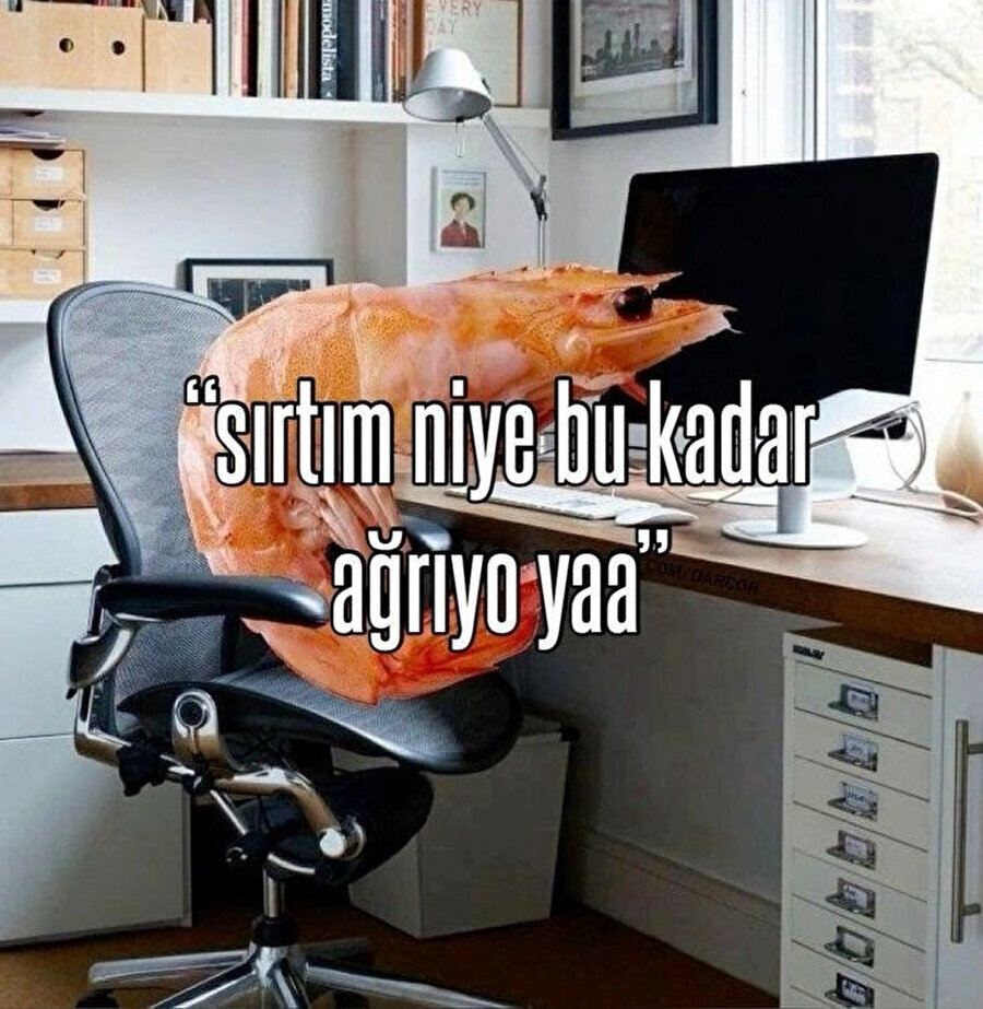 Bizdir