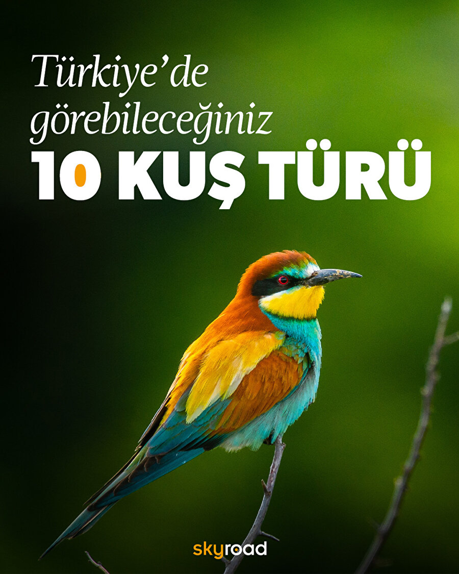 Türkiye’de görebileceğiniz 10 kuş türü 🦜