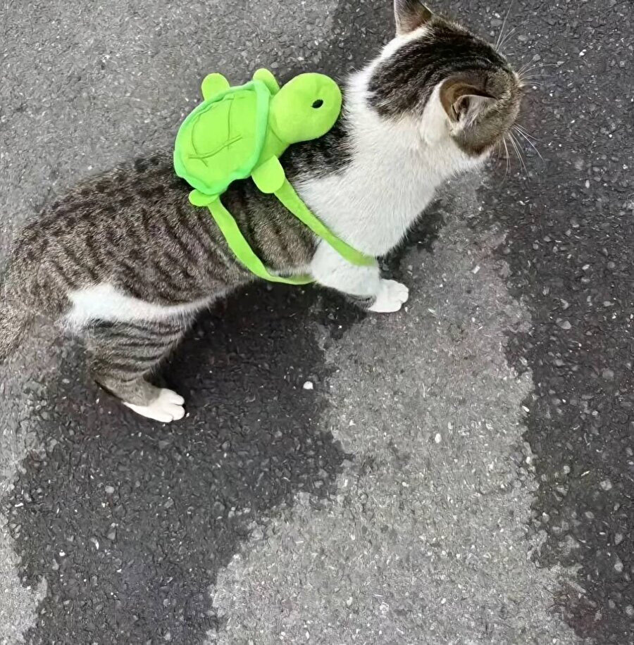 Okula da başlamışlar