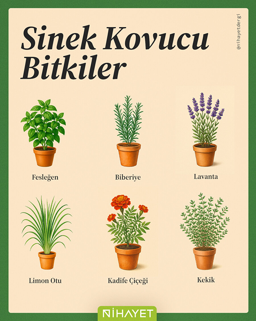 🌿 Sineklerle doğal yollarla vedalaş!