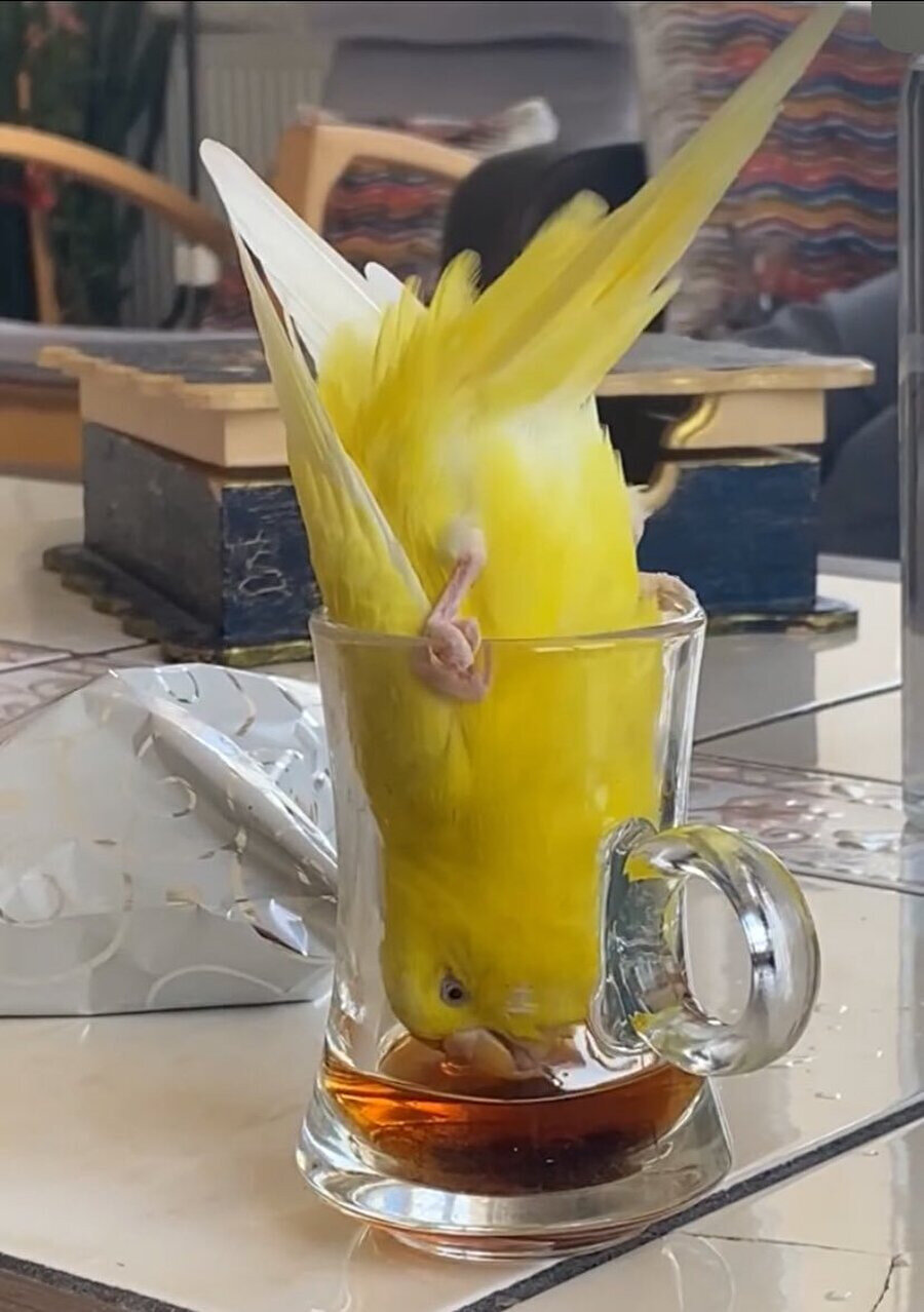 Bizim çay sevdası şu düzeyde