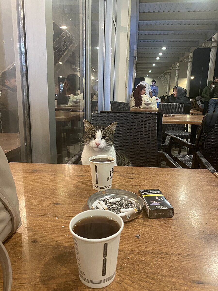 Parasız gelmiş gibi duruyor