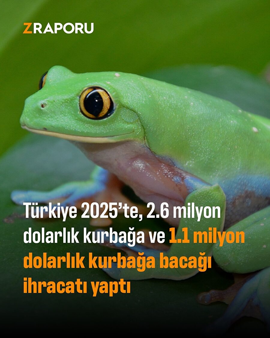 Türkiye kurbağa bacağı ihracatından milyonlarca dolar kazandı