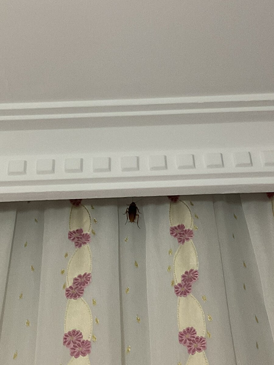 Gregor samsa sen misin?