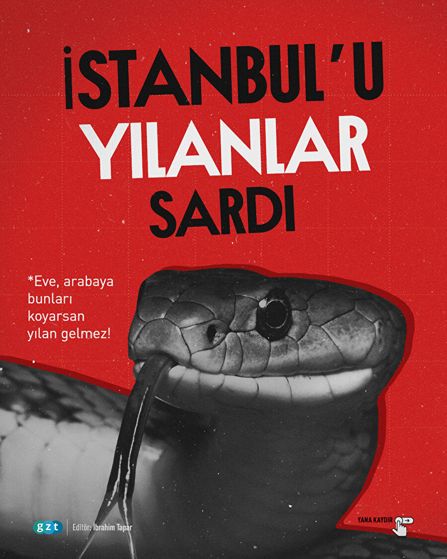 İstanbul’un 7 ilçesinde yılanlar görüldü: Eve, arabaya bunları koyarsan yılan gelmez!