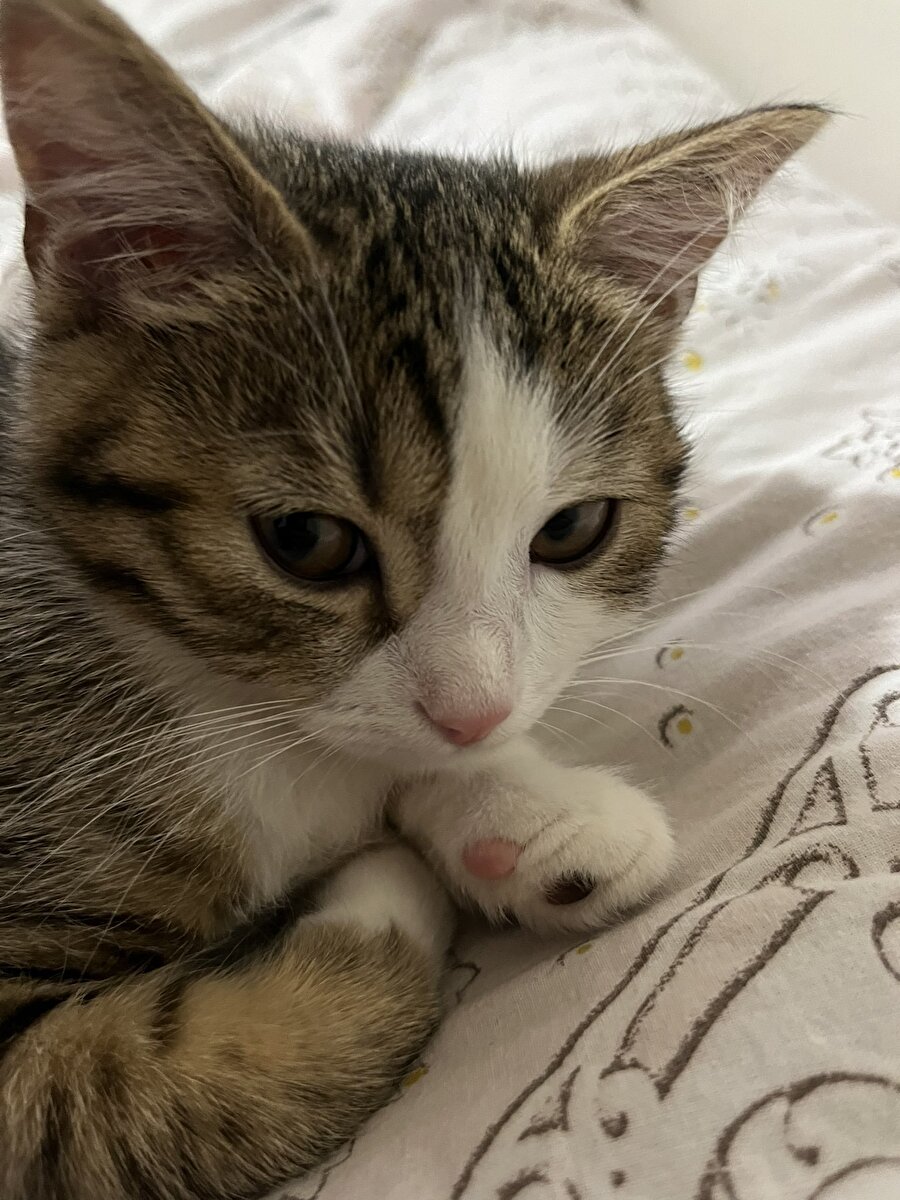 Yaz boyu bizim surat ifadesi