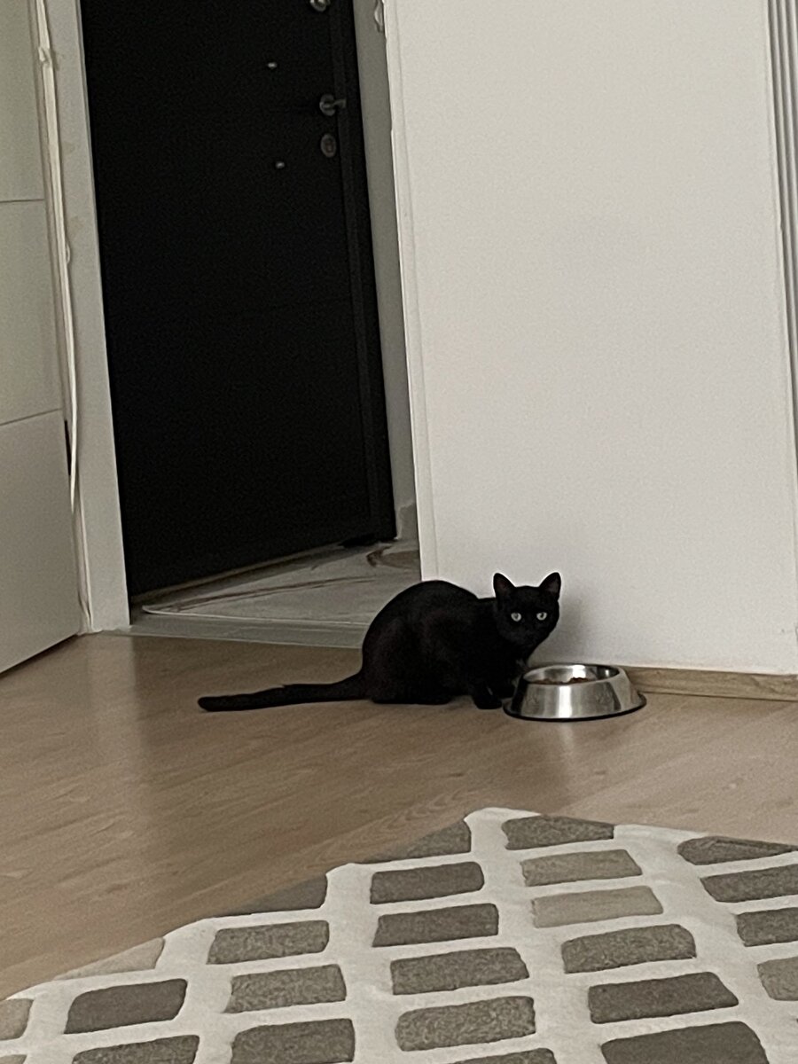 Avlanmak zorunda değilim