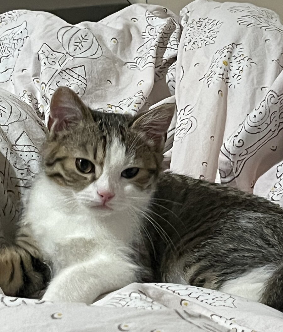 Kurabiye var simit var neye bakıyon