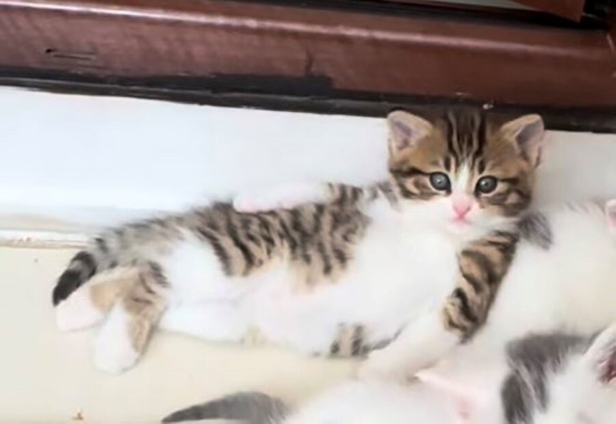 Klimalı ortam bulunca bizim rahatlık