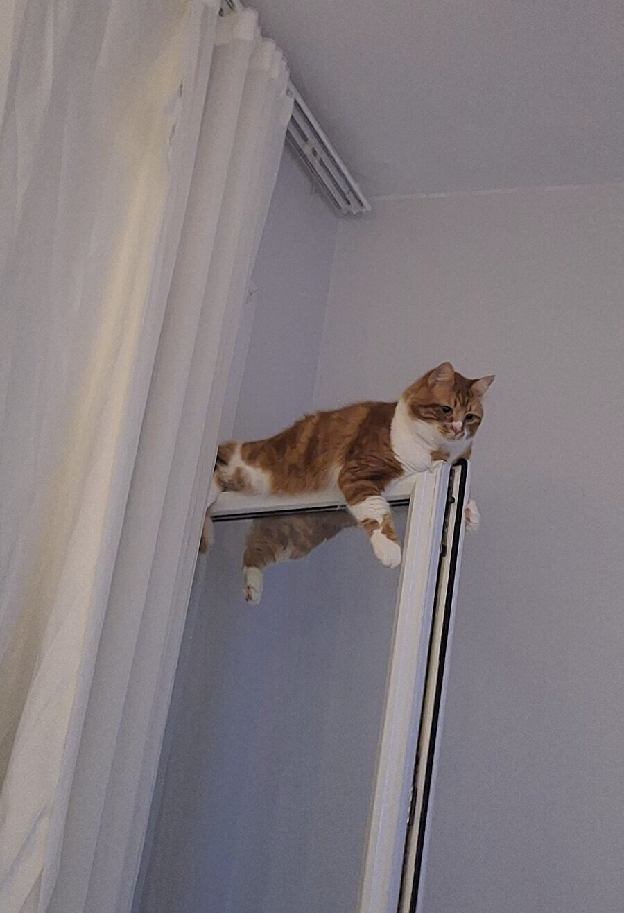 Kediler için en uygun yer