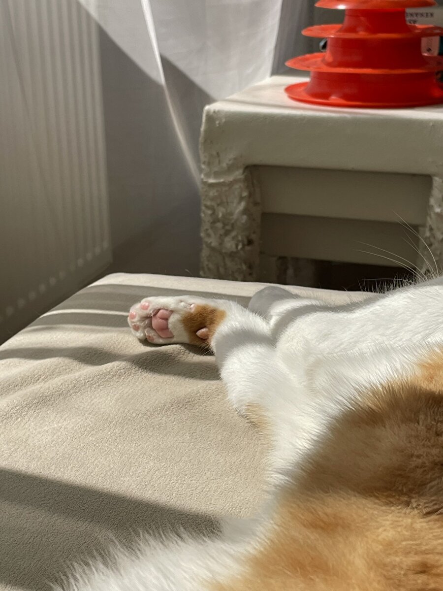 Kedi patileri dünyanın en estetik görüntüsüdür