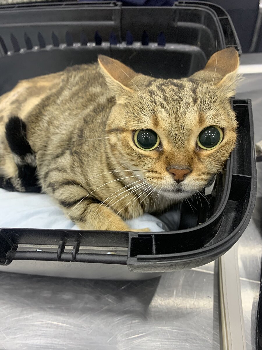 Veterinere götürülünce çizmeli kediye dönüşen kedi