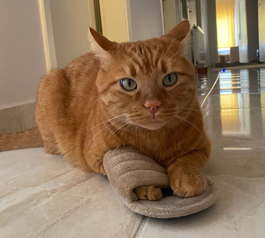 Salçası yerinde bir tekir