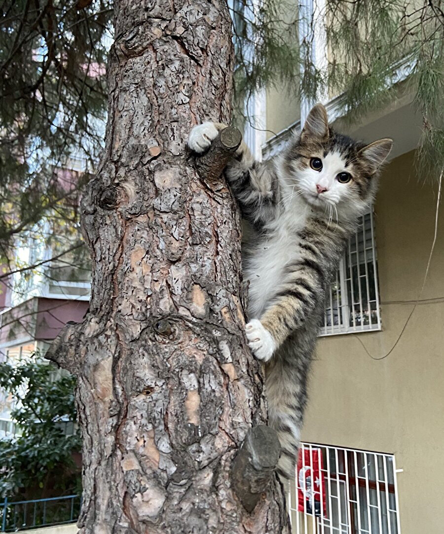 Ağaç var dal var neye bakıyon?