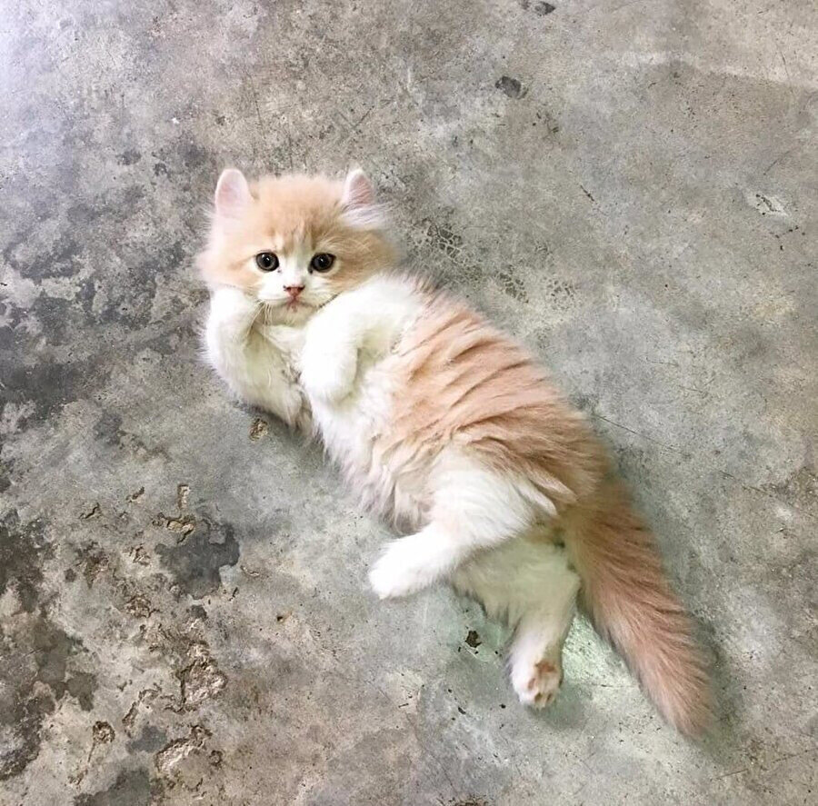 Eee anlatsana hangi mamalardan hoşlanırsın