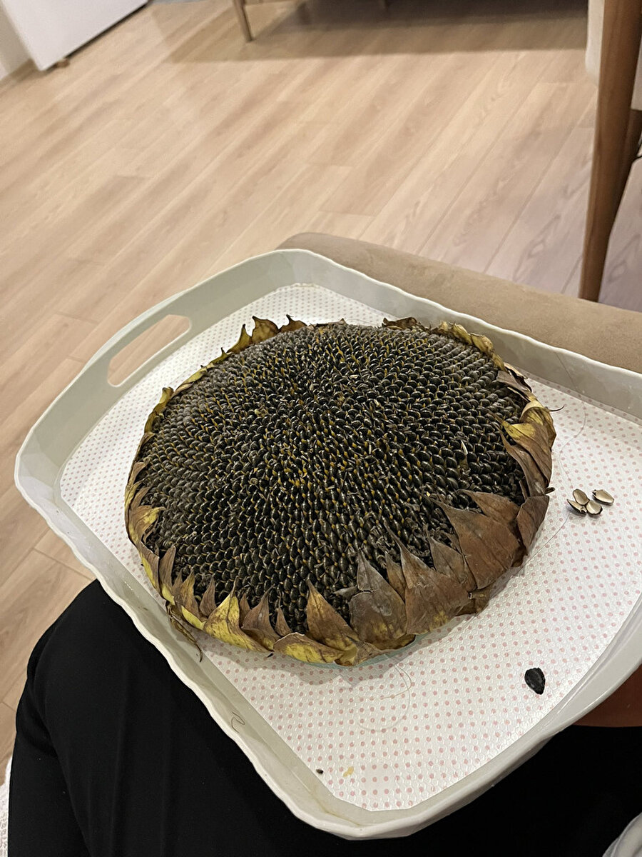 Tarlayı getirseydiniz