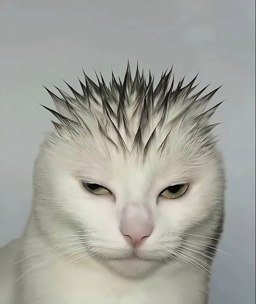 Dünyanın en havalı kedisi