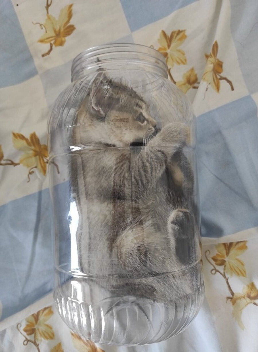 Kedinin turşusunu kurmuşlar