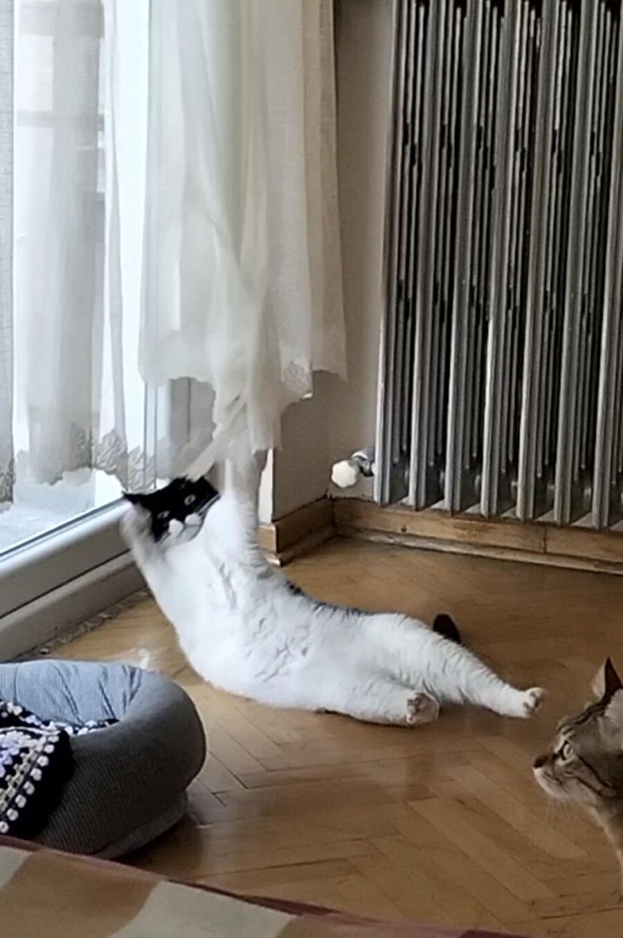 Kedilerin tırnakları takılınca sonsuza kadar bu şekilde kalacaklarına inanmaları