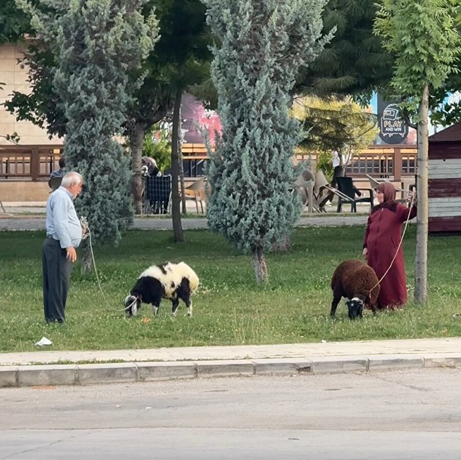 Elazığ'da yaşlı bir çift besledikleri koyunları tasma takarak gezdirdi