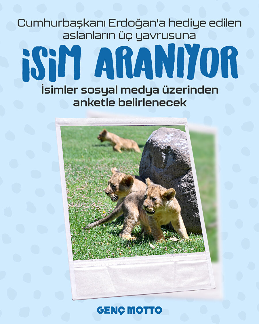 Cumhurbaşkanı Erdoğan'ın Aslanları: Üç Yavruya İsim Aranıyor