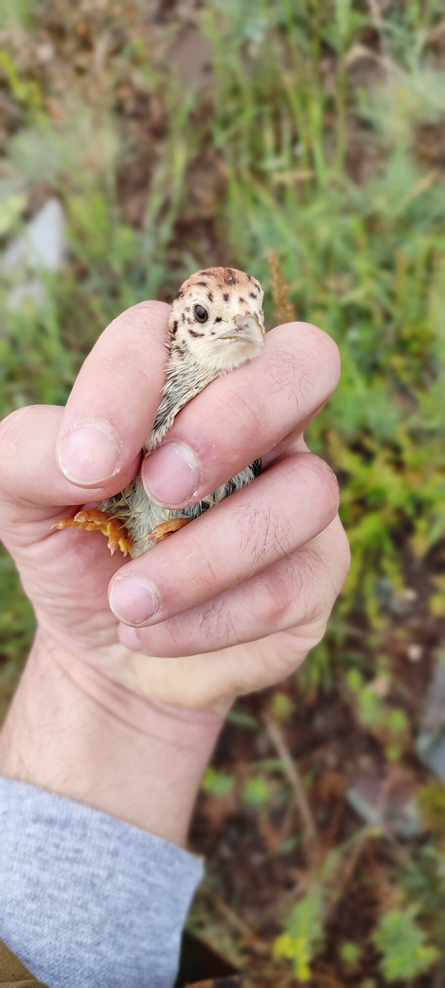 Gönüllü yavru keklik görevden uzaklaştırıldı