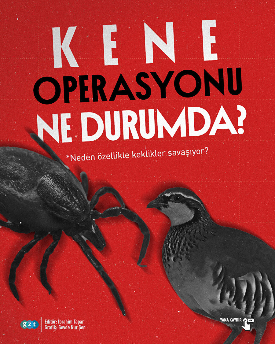 Kene operasyonu ne durumda? Neden özellikle keklikler savaşıyor?