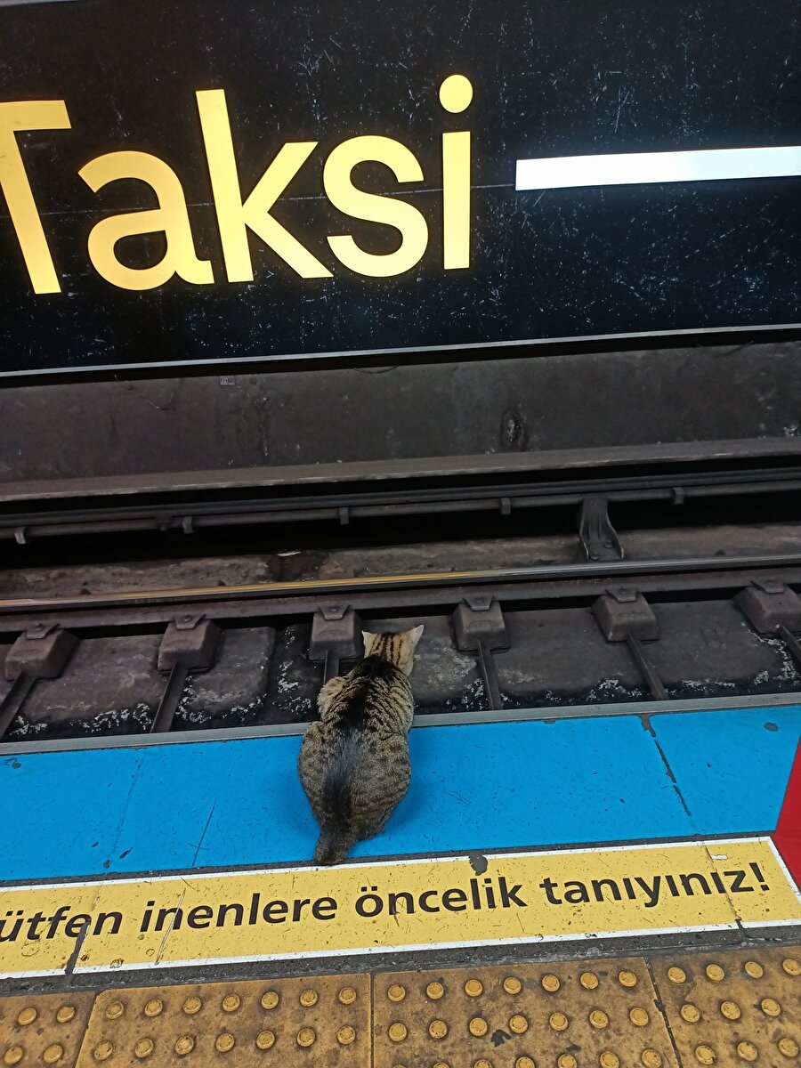 Herkesin tanıdığı o kedi