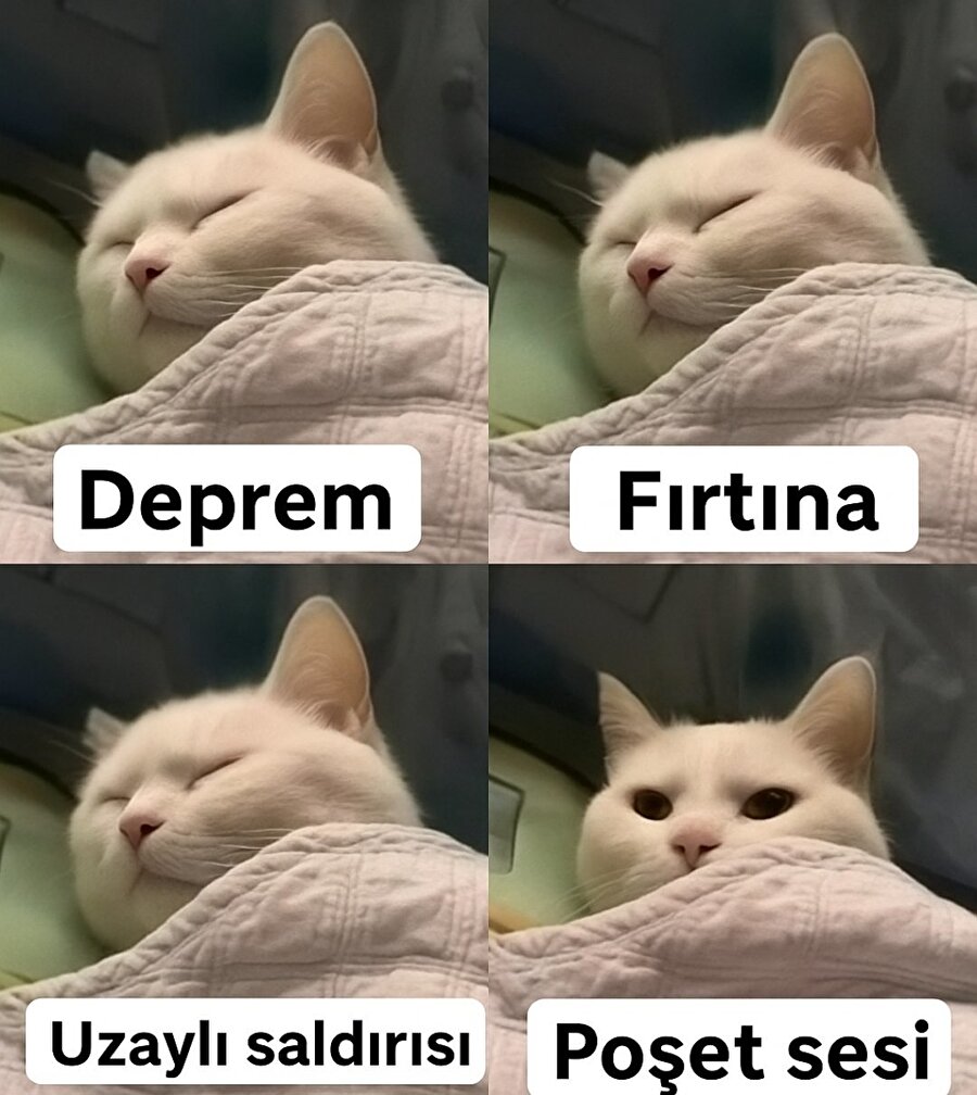 Kediler neden böyle?