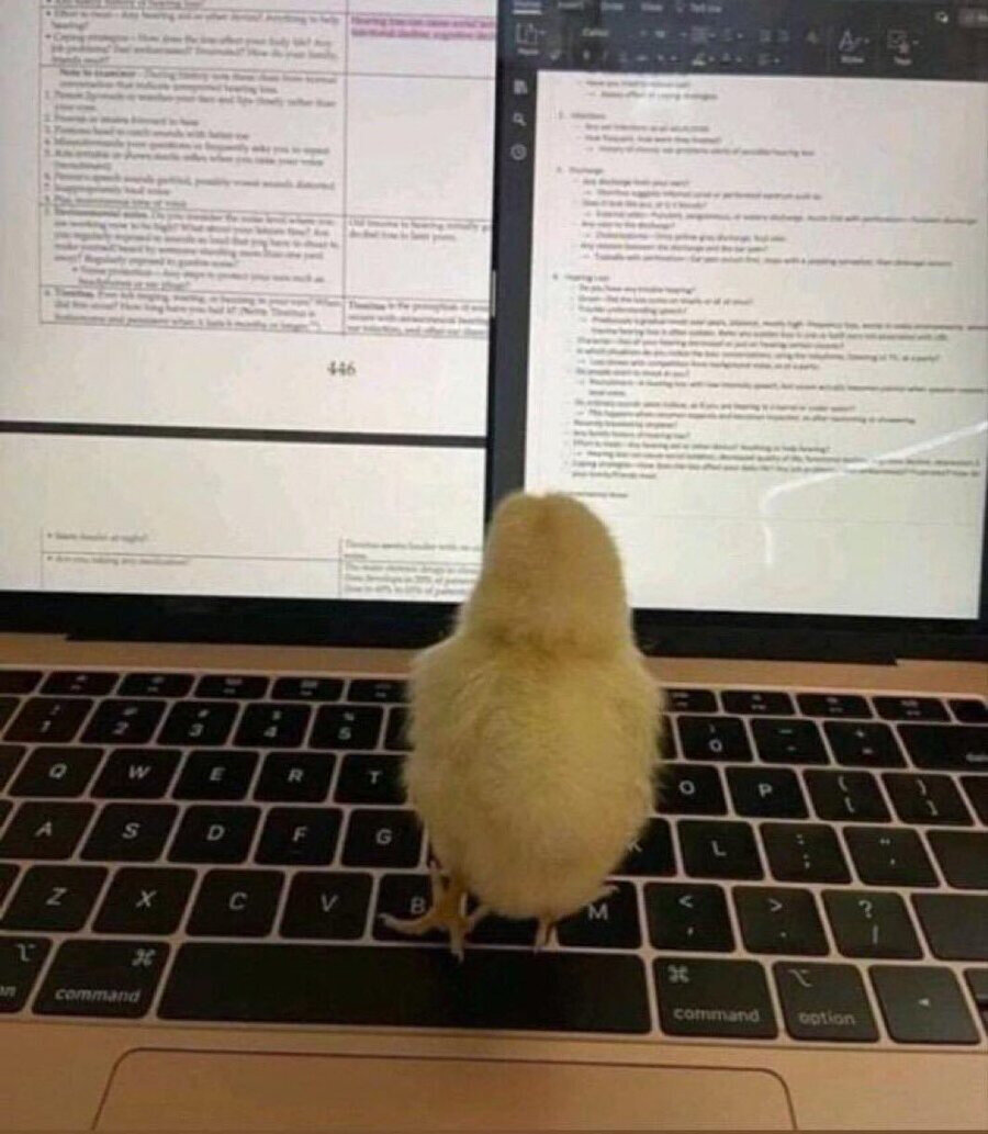 Annesine pansuman yapabilmek için çalışan koca yürekli civciv