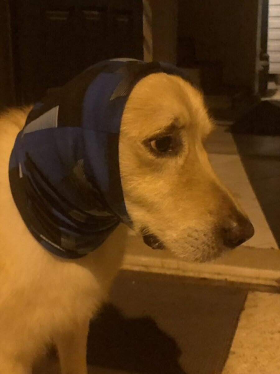 Siz yatın yavrum ben kazanırım mama parasını