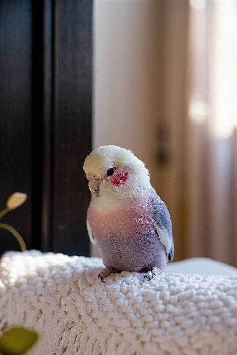 Allığı fazla kaçırmış