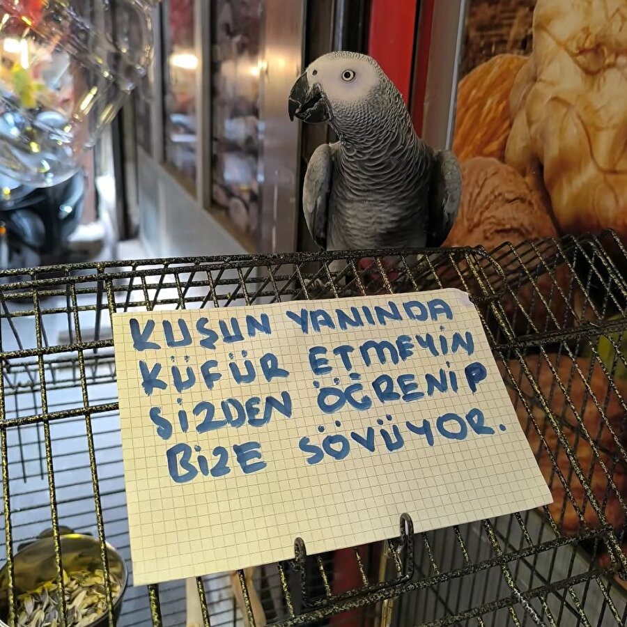 Bir işletme sahibi, papağanın yanında küfür eden müşterileri böyle uyarmış