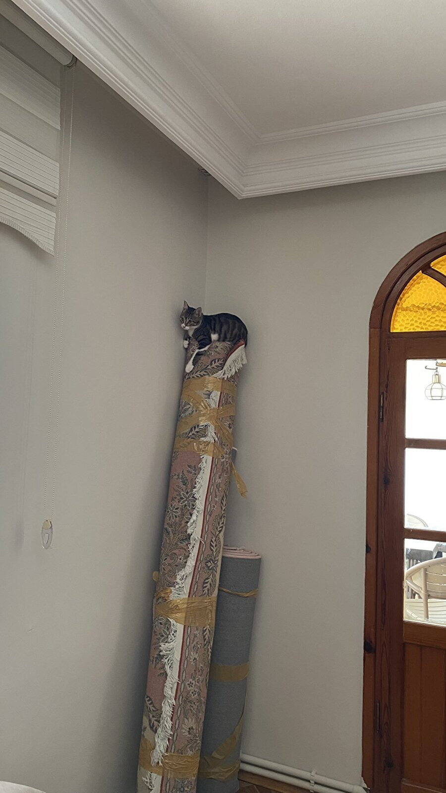 Gariban kedinin tırmanma çubuğu