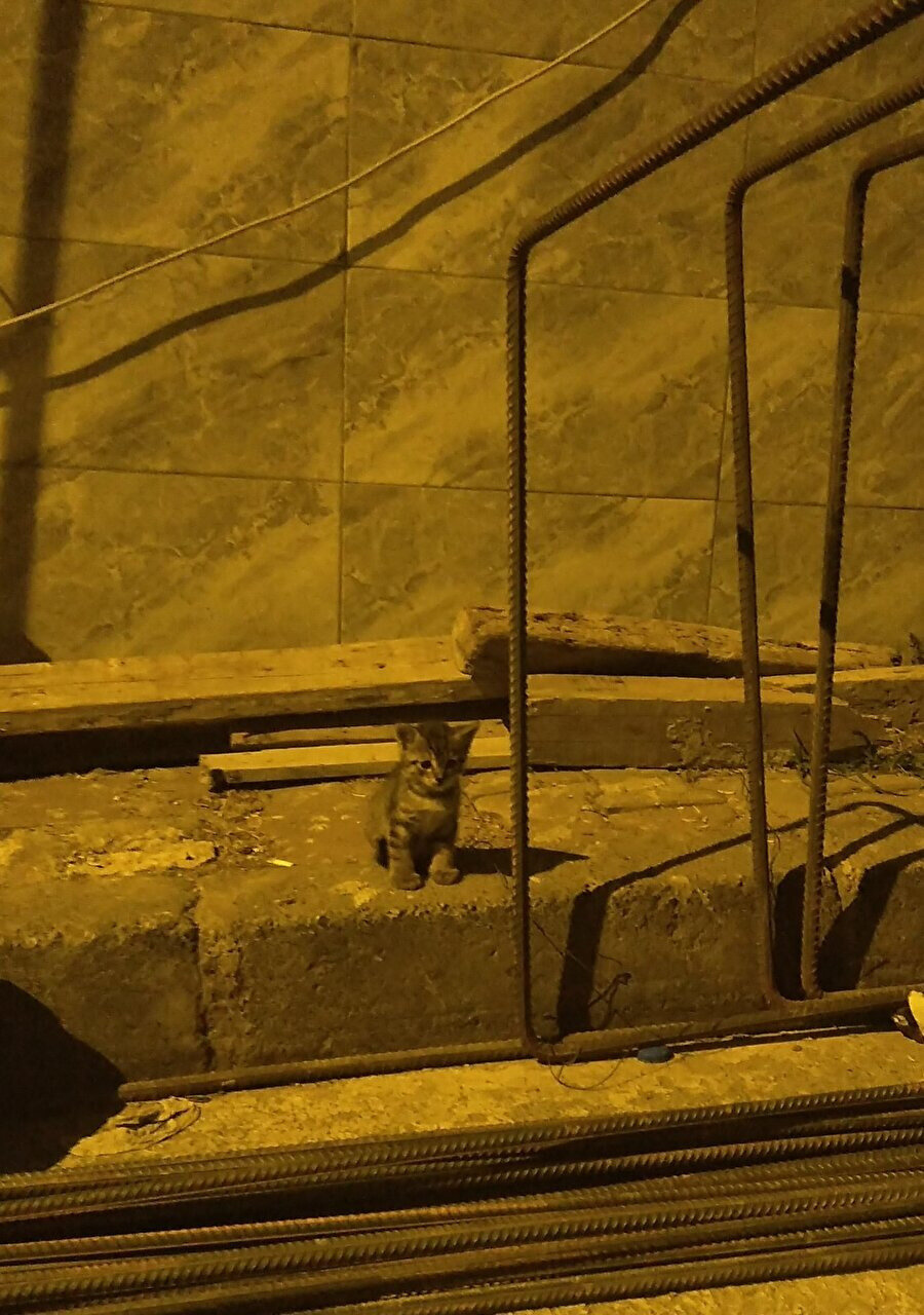 Dünyanın değil evrenin en yalnız kedisi