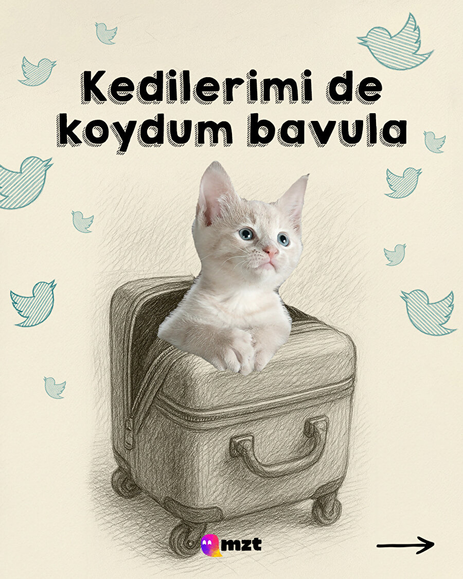 Kedilerimi de koydum bavula