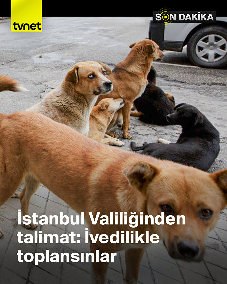 🔴İstanbul Valiliği başıboş sokak köpeklerinin toplatılmasına şu ifadelerle karar verdi: