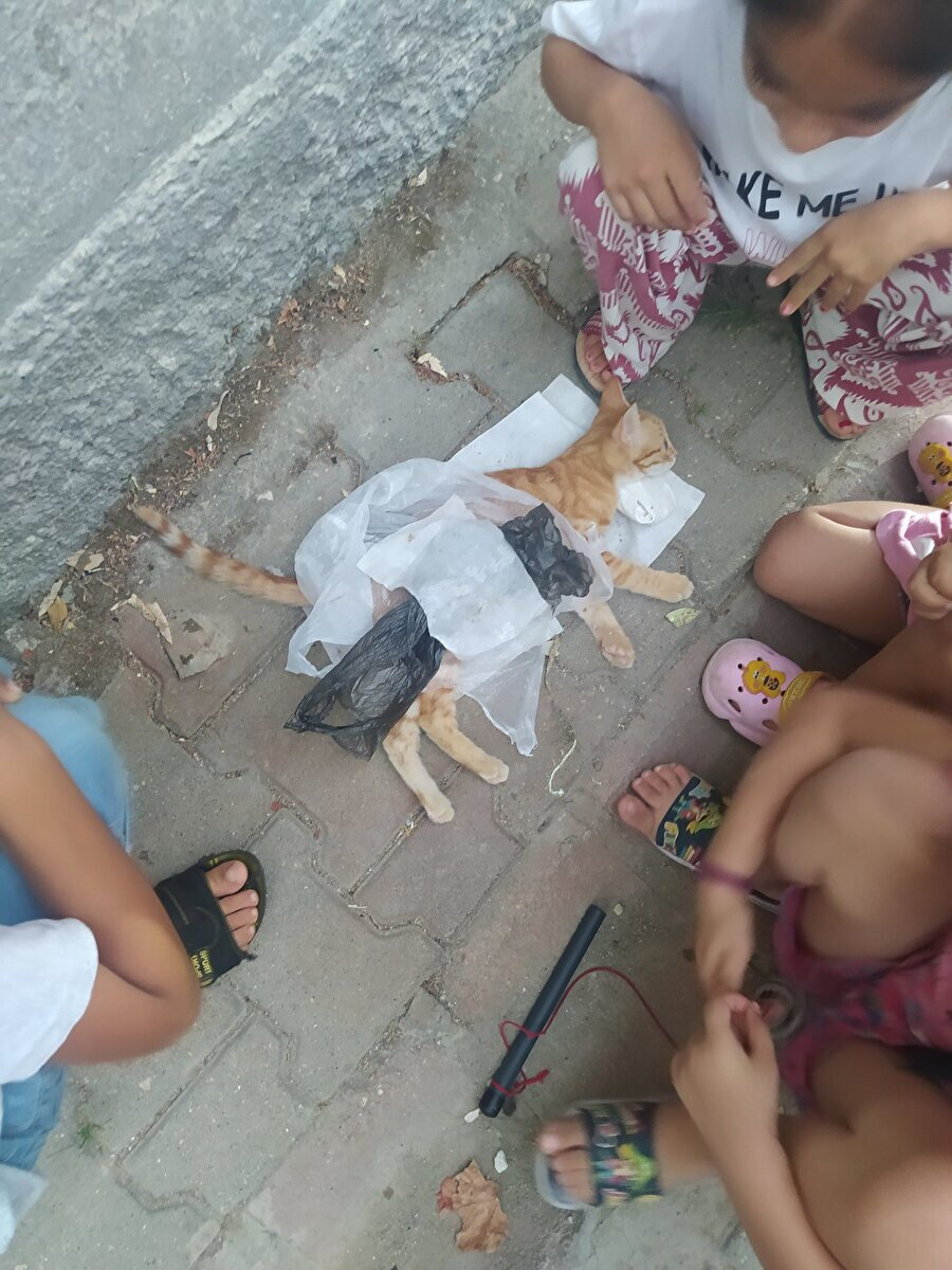 Kediyi nasıl ikna ettiniz?