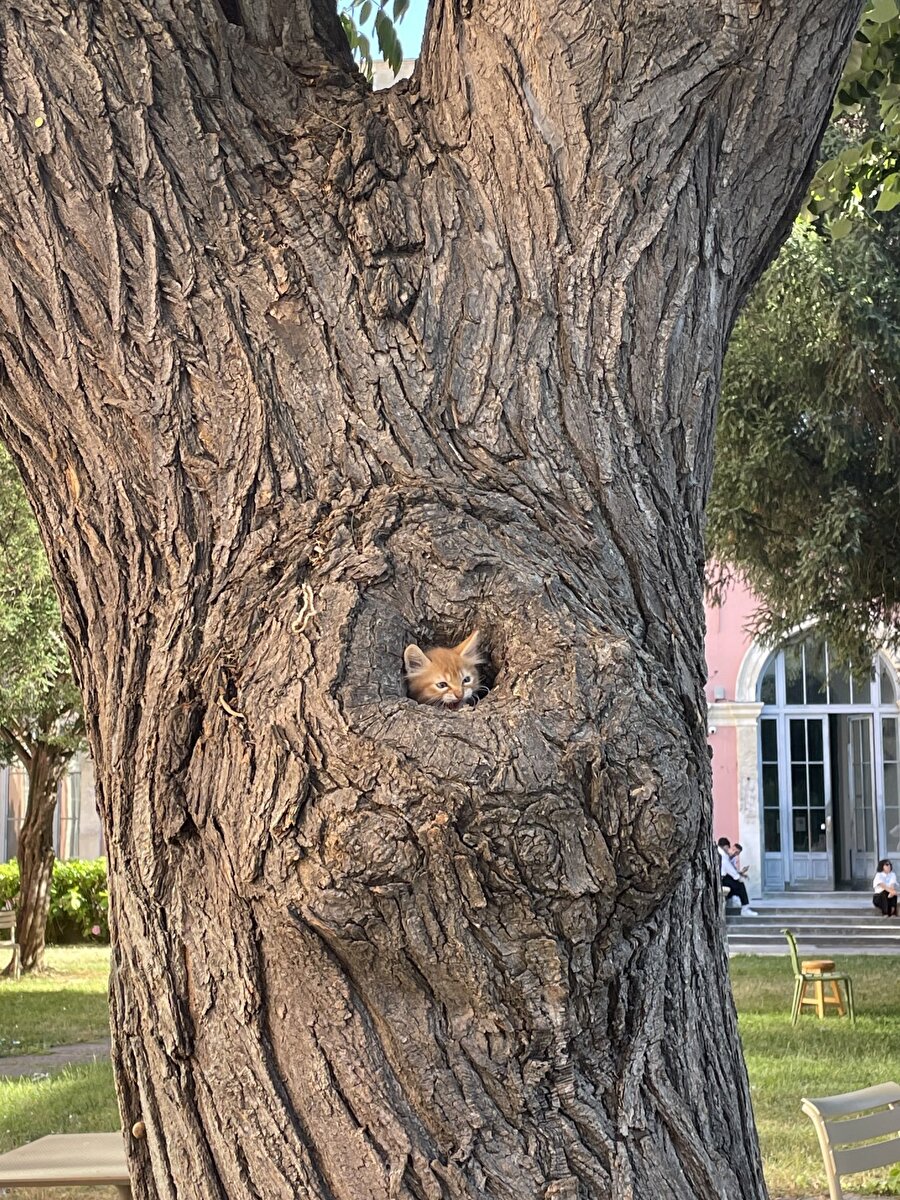 Biz de ağaç kovuğundan çıkmadık