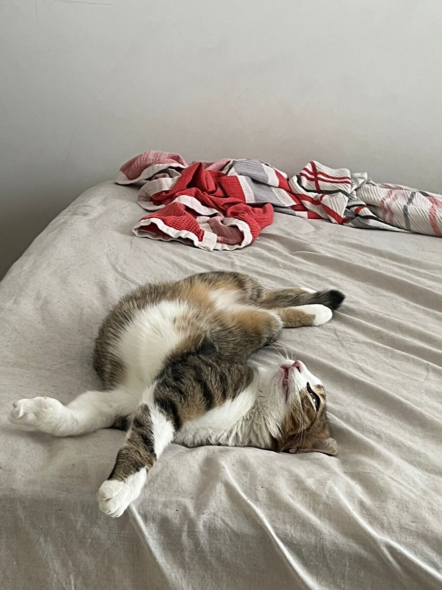 Yok ya ben deli yatmam yerimi yadırgamam