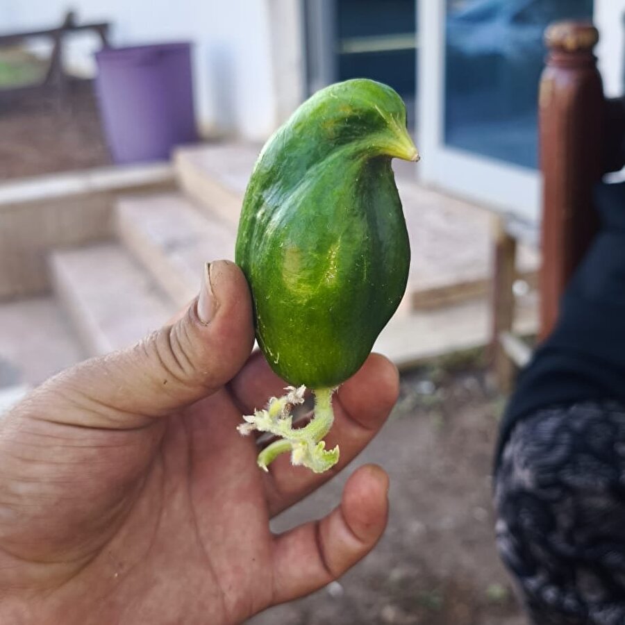 Adana'da serçe şeklinde salatalık yetişti