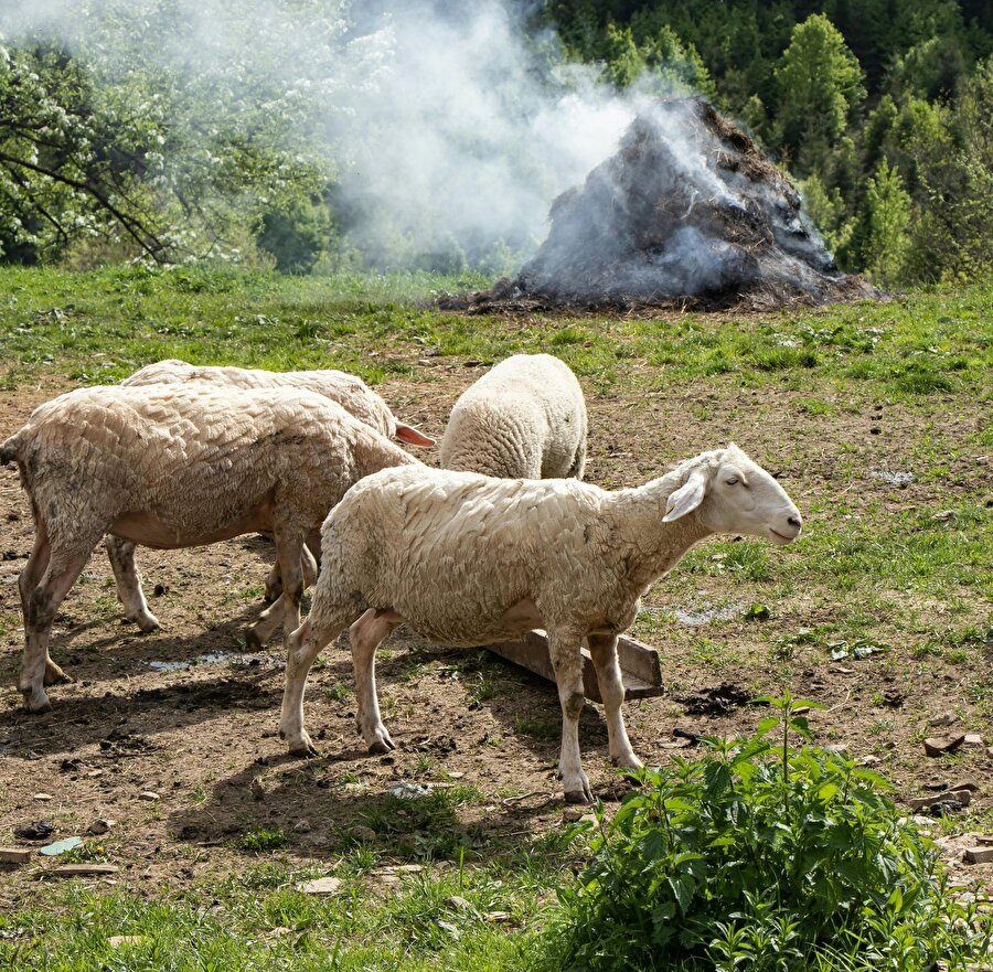 Van’da bir koyun uçurumdan atladı, arkasından 333 koyun onu takip etti